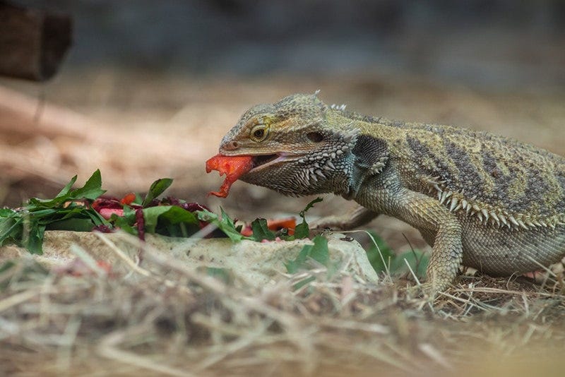 The Toxicity Concerns of Feeding Eggplant to Bearded Dragons