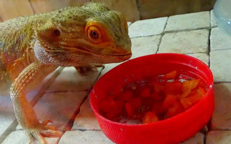 What Can Bearded Dragons Eat More Often Than Tomatoes