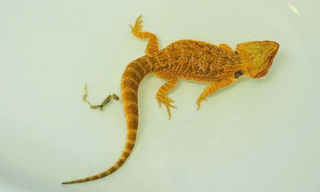 What Does a Healthy Bearded Dragon Poop Look Like?