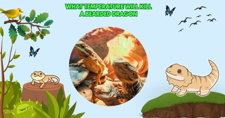 What Temperature Will Kill A Bearded Dragon