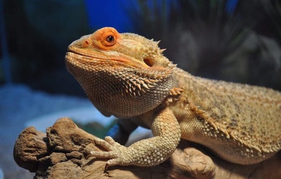 What Wattage Heat Lamp For Bearded Dragon 20 Gallon