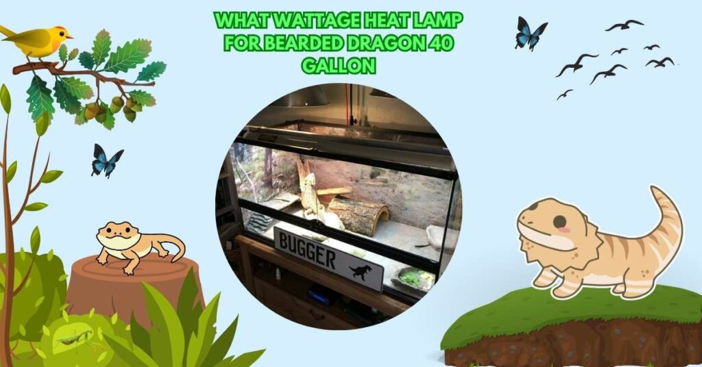 What Wattage Heat Lamp For Bearded Dragon 40 Gallon