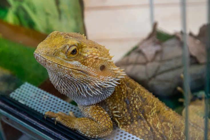 What are the Risks and How to Safeguard Your Bearded Dragon?