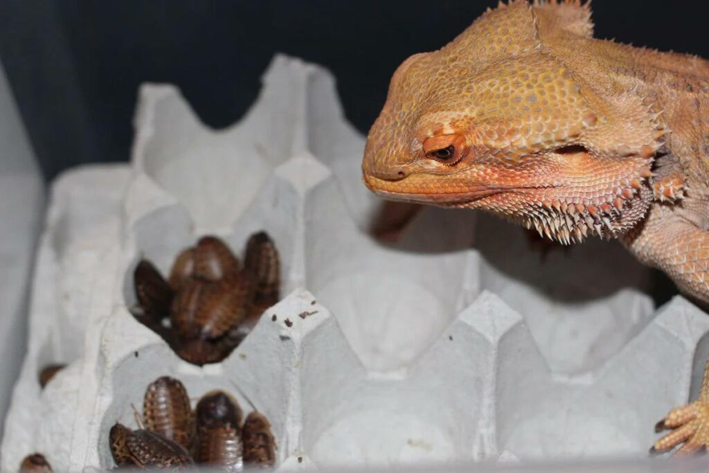 Why Are Dubia Roaches Ideal for Bearded Dragons' Nutrition