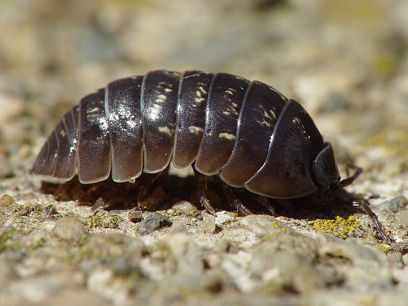 Why Are Rolly Pollies Named Like That?