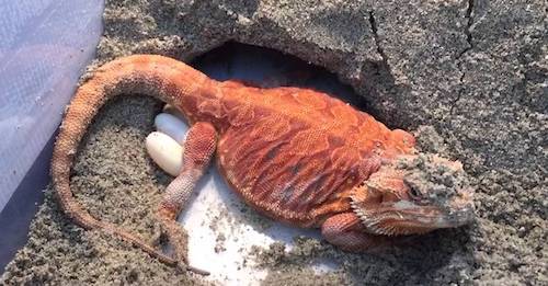 Why Do Bearded Dragons Eat Their Poop?