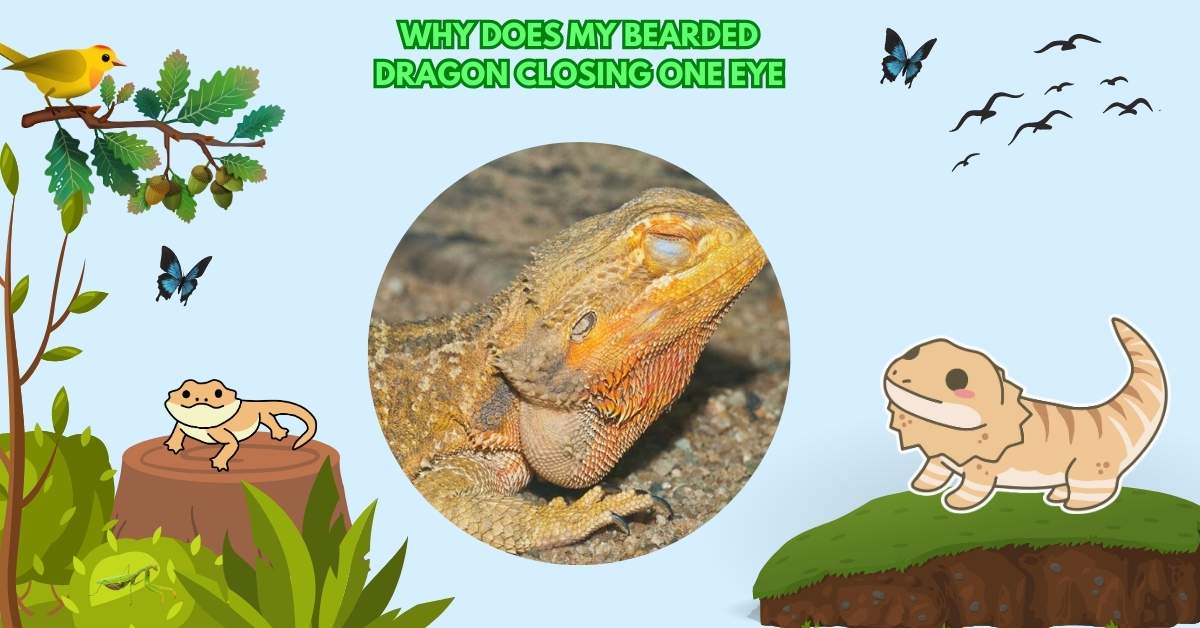 Why Does My Bearded Dragon Closing One Eye