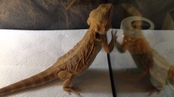 Why Is My Bearded Dragon Rubbing His Face On The Glass