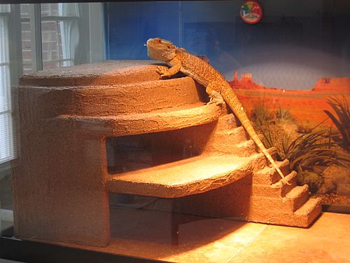 Bearded Dragon Basking Platform DIY