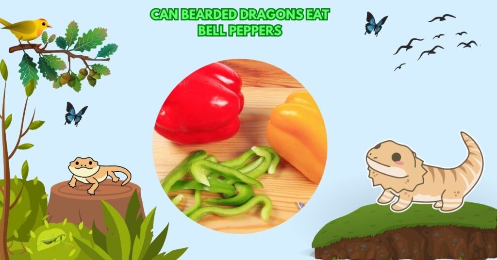 Can Bearded Dragons Eat Bell Peppers