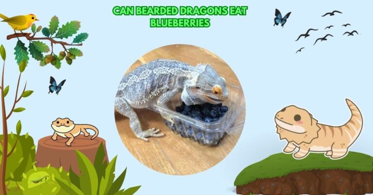 Can Bearded Dragons Eat Blueberries: Look At Health Benefits