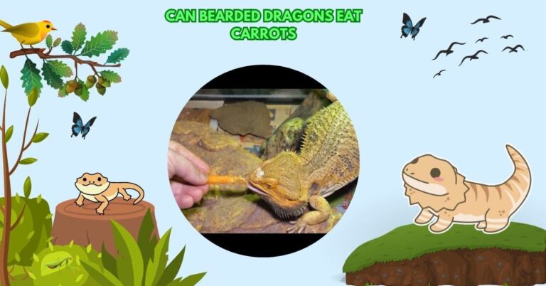 Can Bearded Dragons Eat Carrots