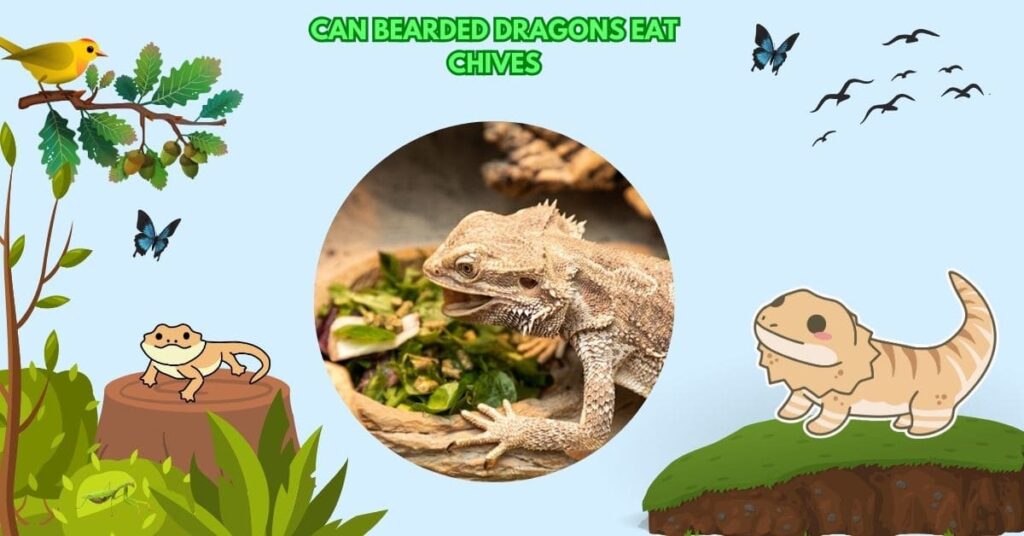 Can Bearded Dragons Eat Chives