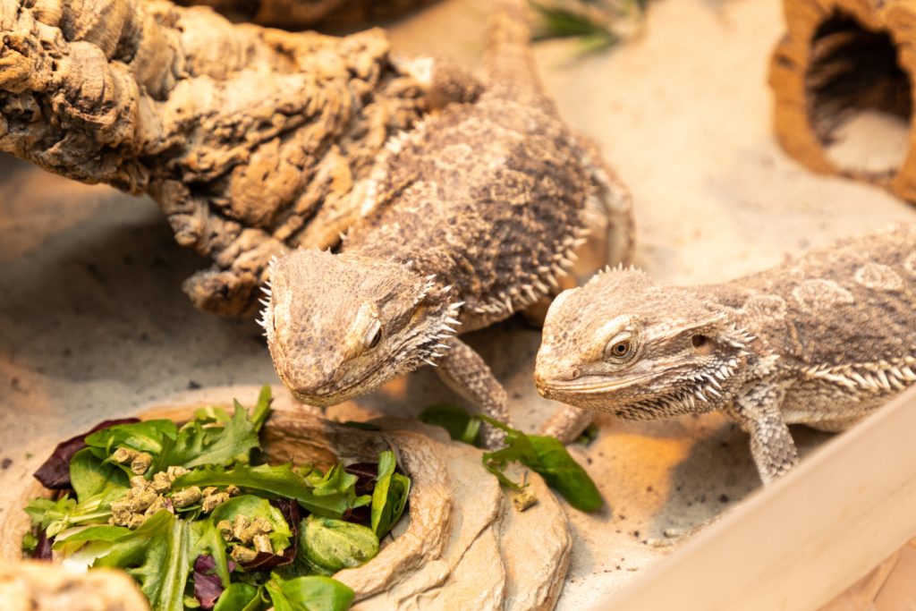 Can Bearded Dragons Eat Chives Raw?