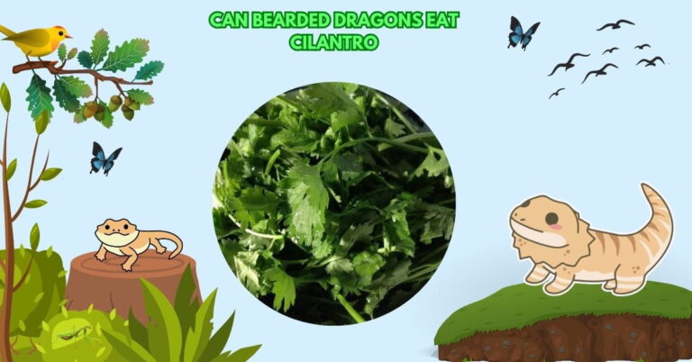 Can Bearded Dragons Eat Cilantro