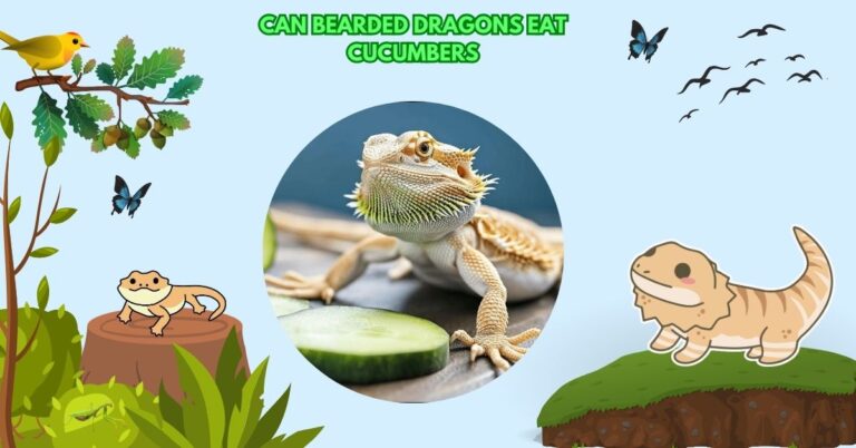 Can Bearded Dragons Eat Cucumbers