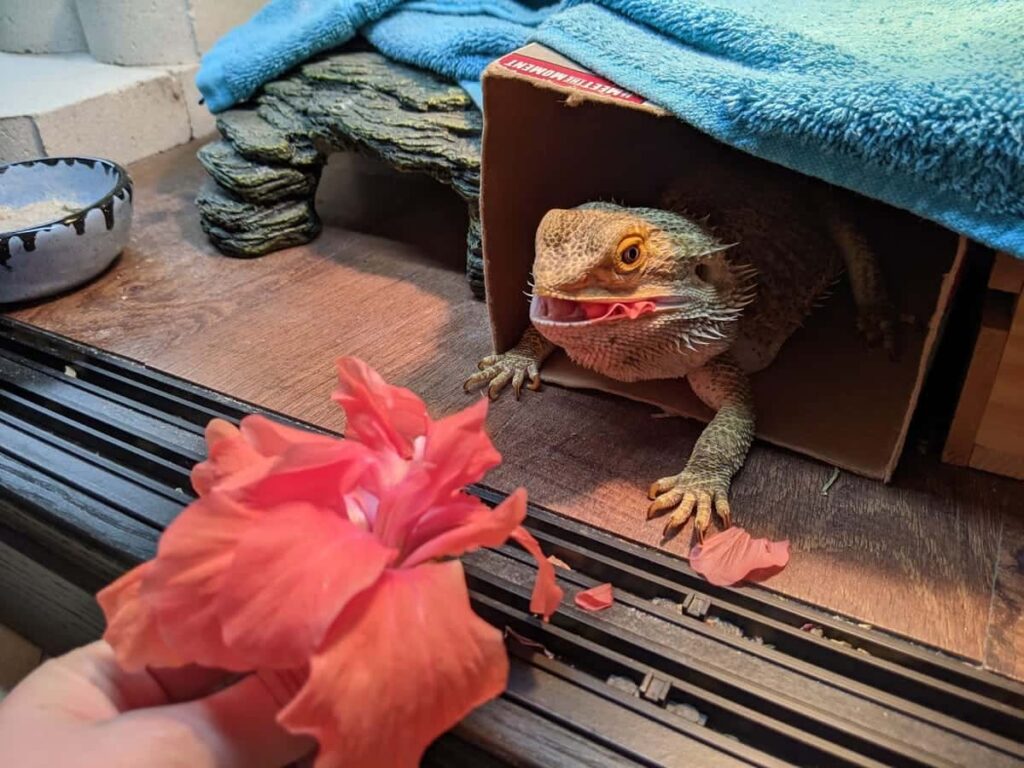 Can Bearded Dragons Eat Hibiscus Leaves Raw