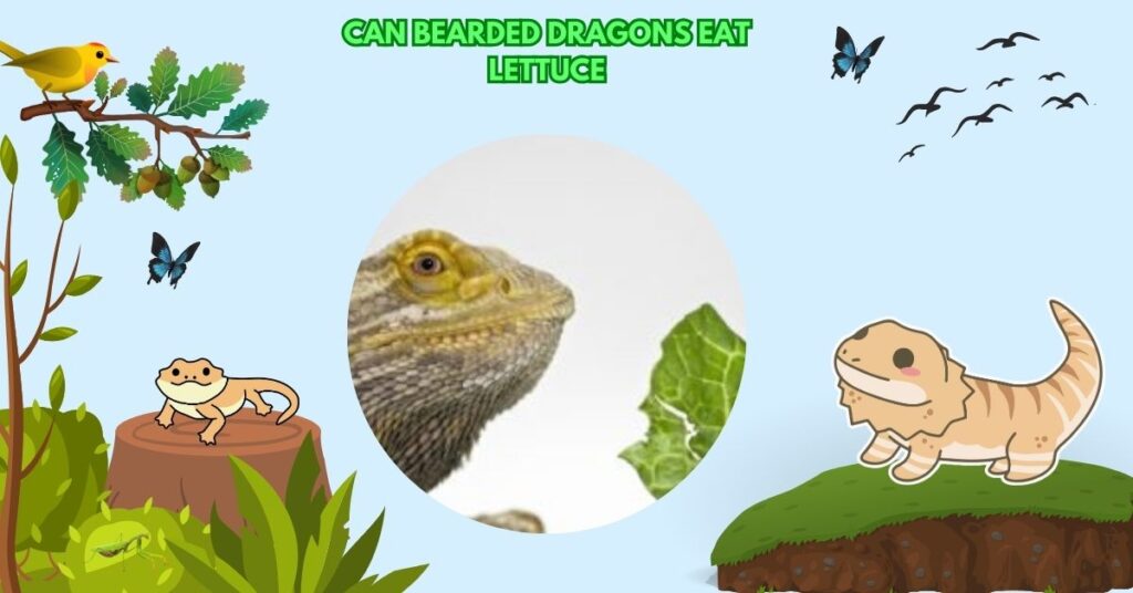 Can Bearded Dragons Eat Lettuce