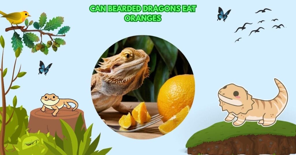 Can Bearded Dragons Eat Oranges