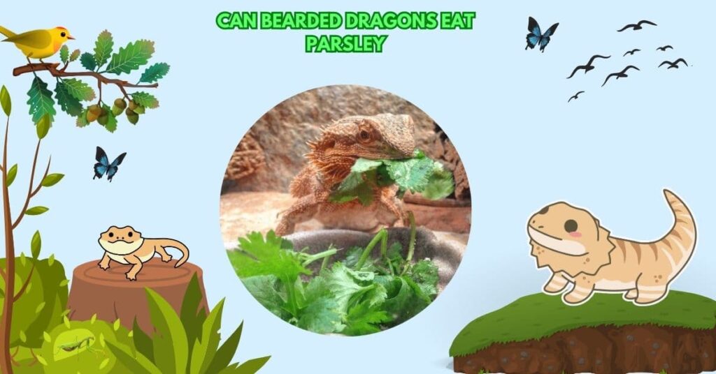 Can Bearded Dragons Eat Parsley