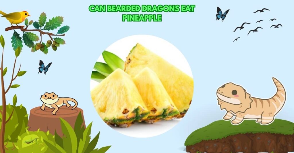 Can Bearded Dragons Eat Pineapple