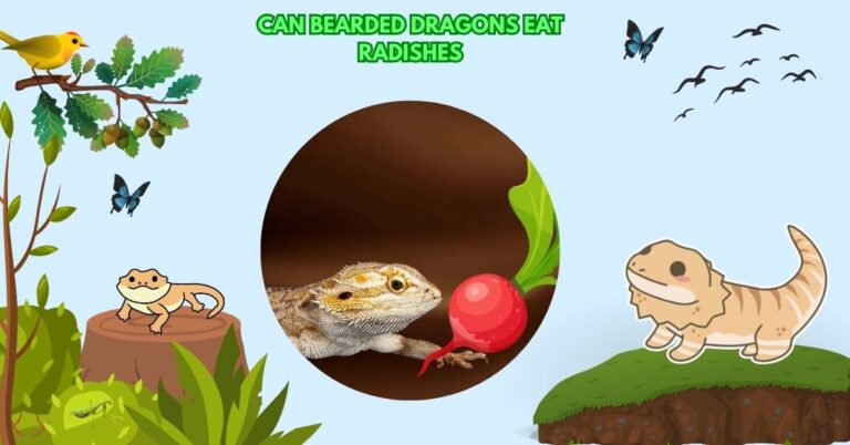 Can Bearded Dragons Eat Radishes