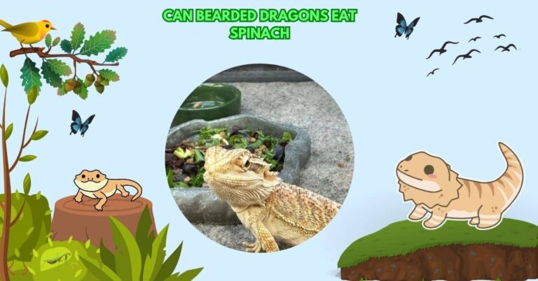 Can Bearded Dragons Eat Spinach