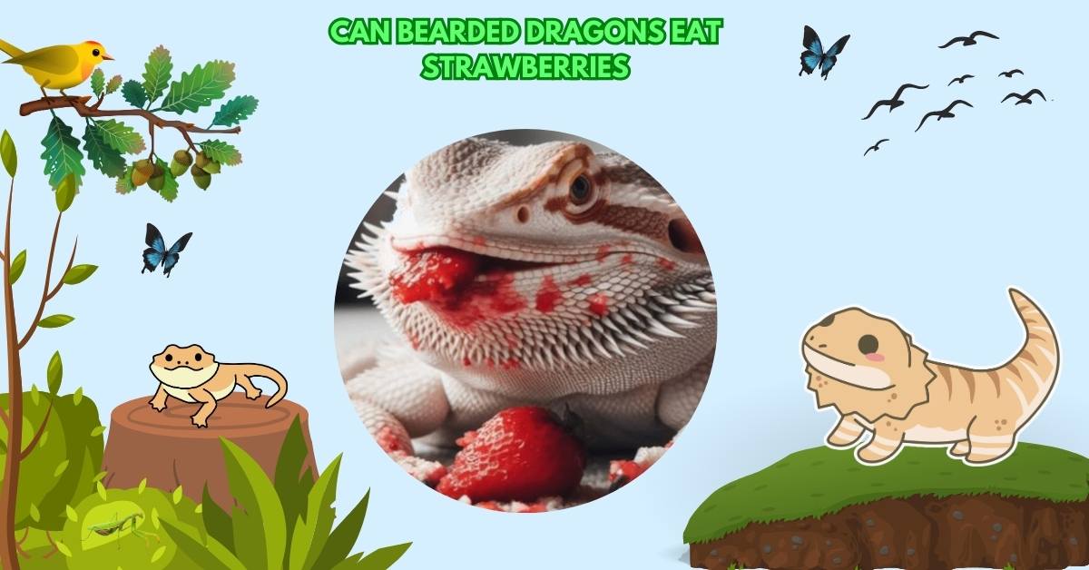 Can Bearded Dragons Eat Strawberries