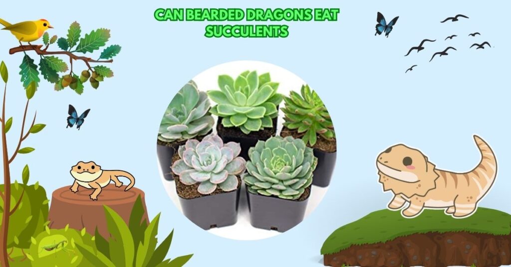 Can Bearded Dragons Eat Succulents