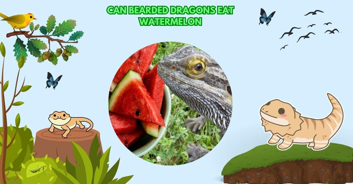 Can Bearded Dragons Eat Watermelon