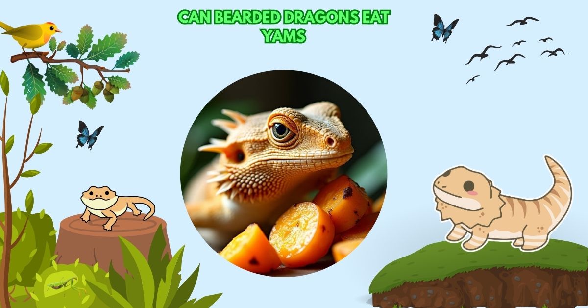 Can Bearded Dragons Eat Yams