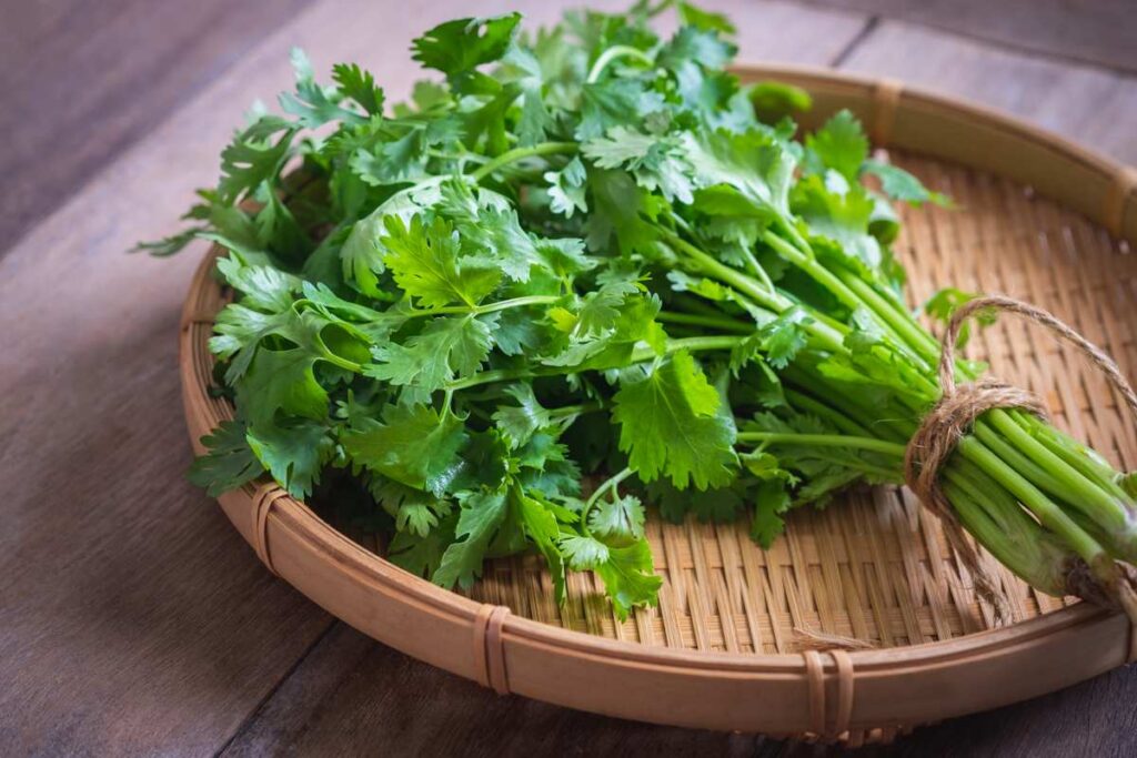 Cilantro Nutrition