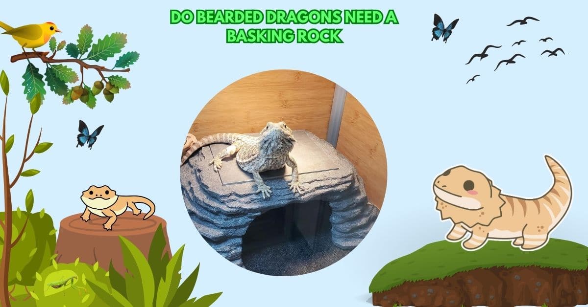 Do Bearded Dragons Need A Basking Rock