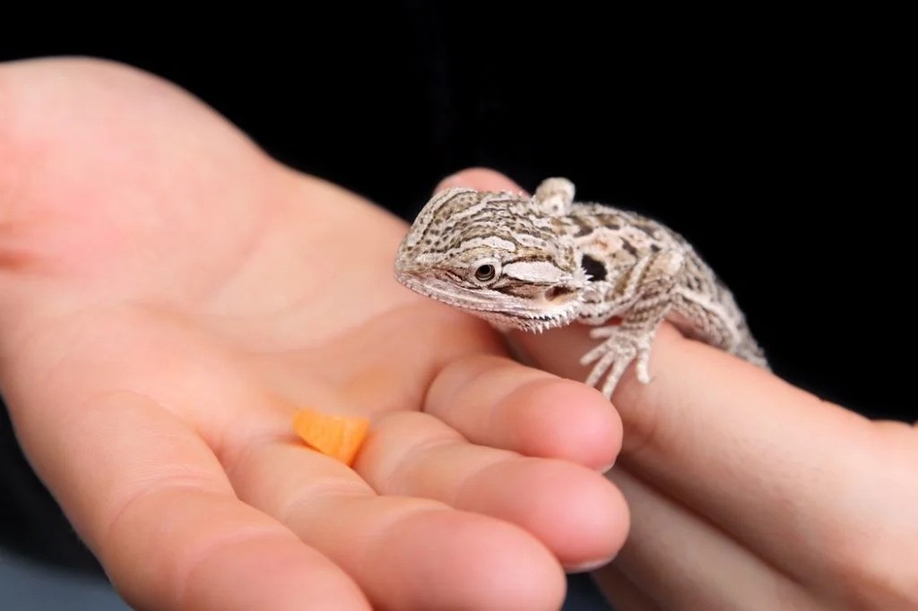 Does Anyone Else’s Beardie Absolutely Love Carrots