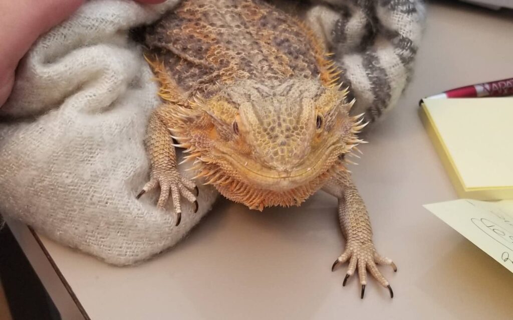 Feeding List For Beardies (Whats Ok To Feed Them)