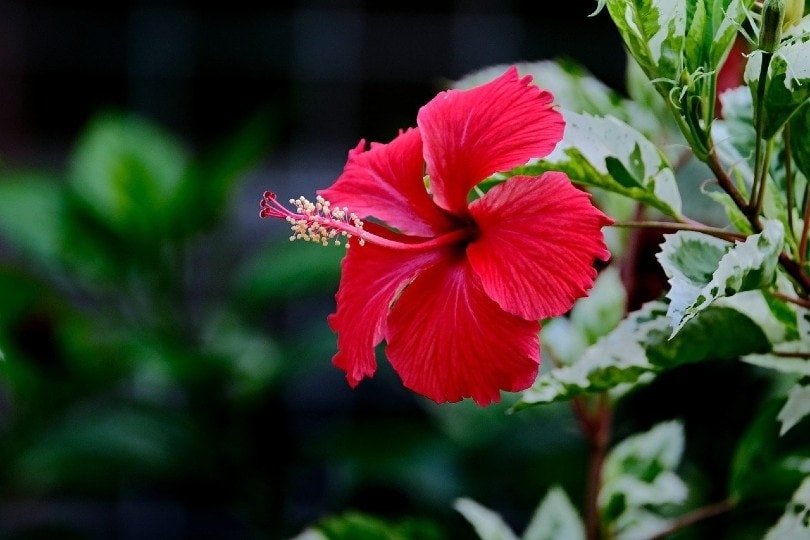 Hibiscus Leaf Nutrition