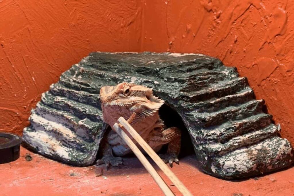 What Are the Best Types of Basking Rocks