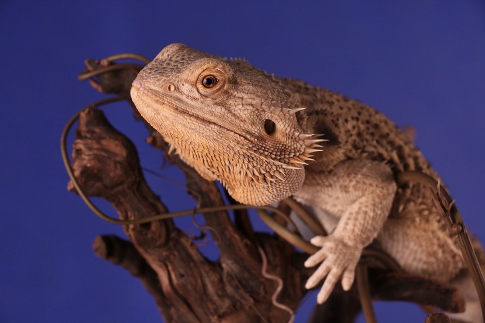 What Vegetables Can a Bearded Dragon Eat