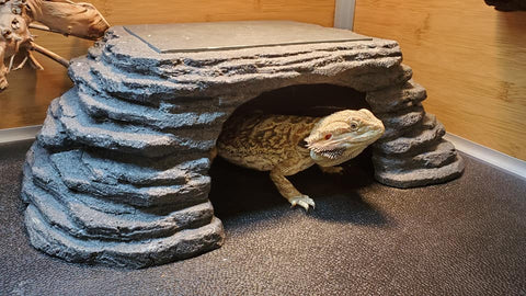 Why Do Bearded Dragons Need to Bask?