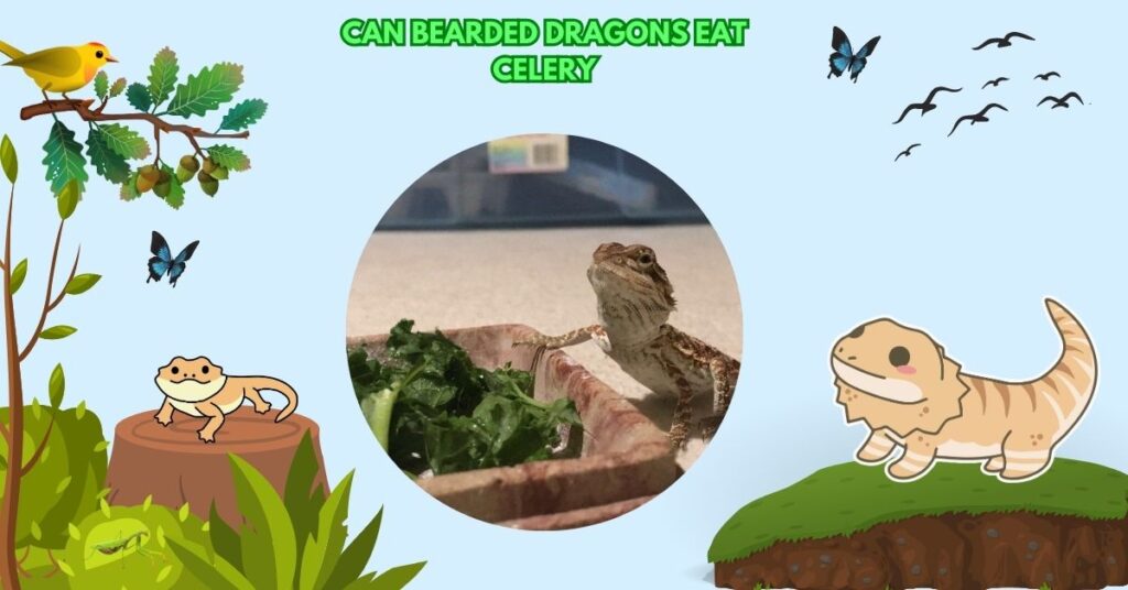 Can Bearded Dragons Eat Celery