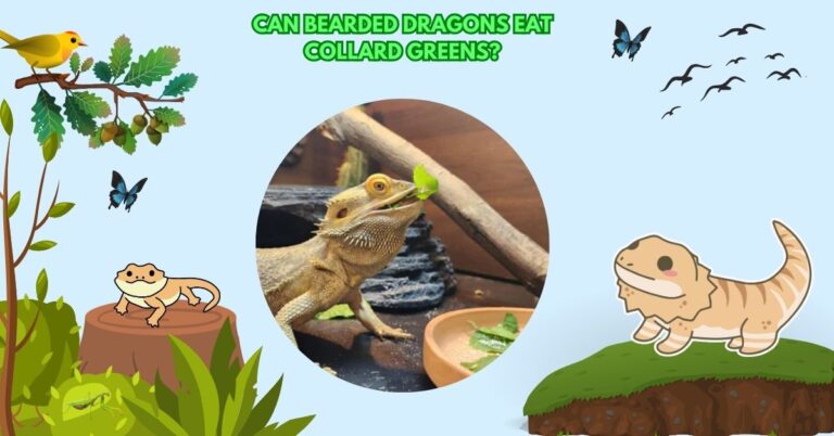 Can Bearded Dragons Eat Collard Greens?