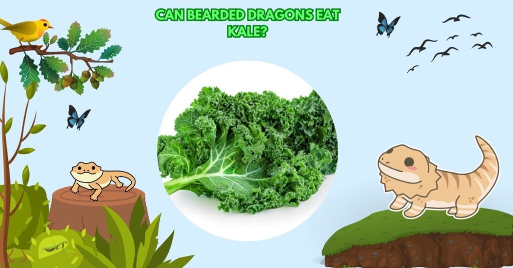 Can Bearded Dragons Eat Kale