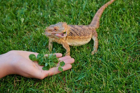 Can Bearded Dragons Eat Mustard Greens?