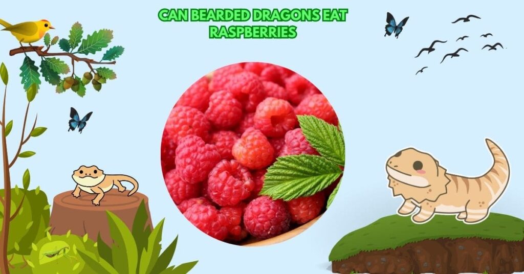 Can Bearded Dragons Eat Raspberries