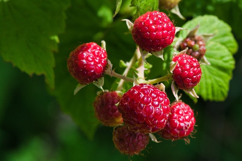 Can You Feed Your Bearded Dragon Raspberry Jam