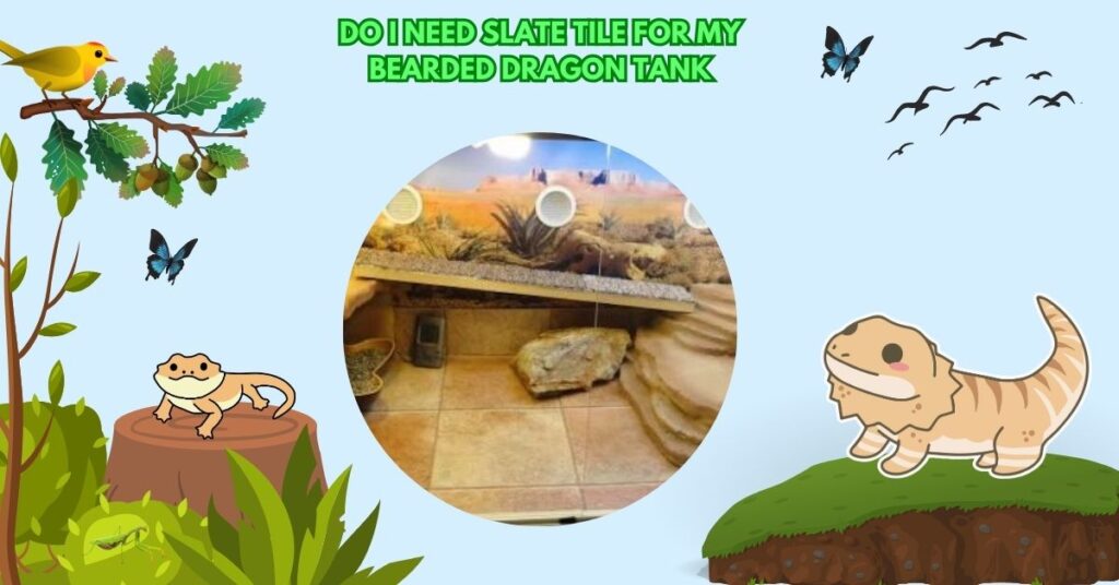 Do I Need Slate Tile For My Bearded Dragon Tank