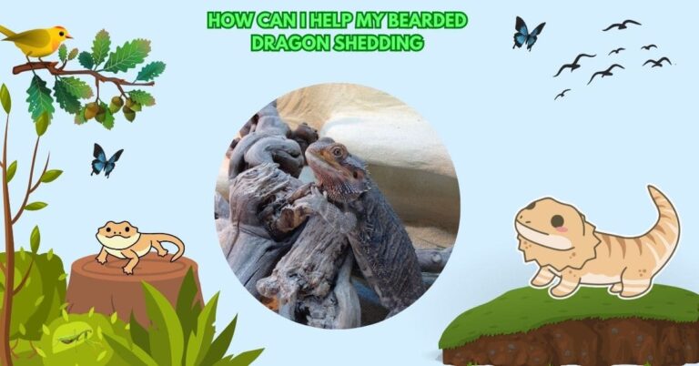 How Can I Help My Bearded Dragon Shedding