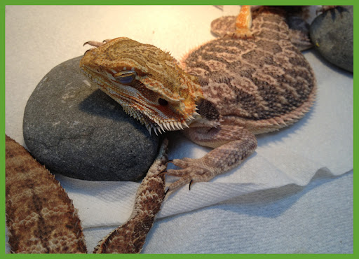 How Can I Help My Bearded Dragon Shedding Home