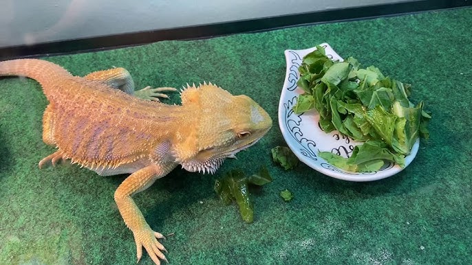 How Often Should Bearded Dragons Eat Collard Greens?