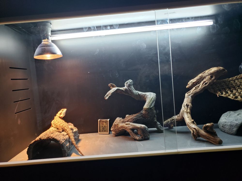 Lighting for 4x2x2 Bearded Dragon Enclosure